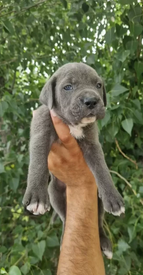 Blue Cane Corso Bebekleri̇m