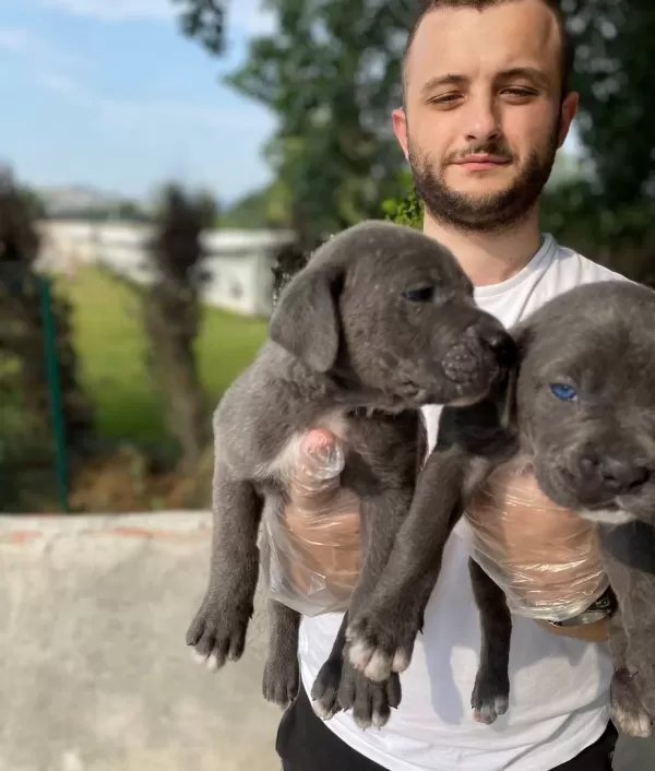 Blue Cane Corso Bebekleri̇m