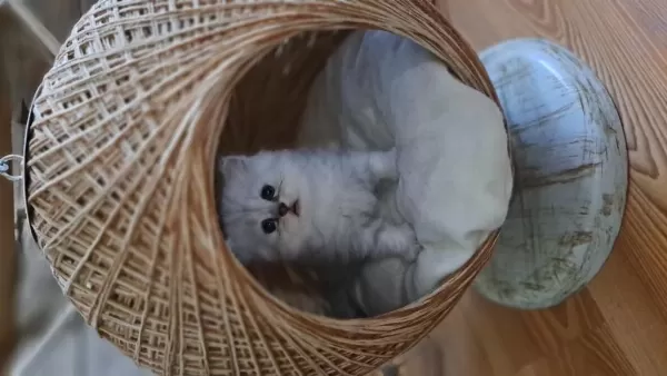 British Longhair Erkek