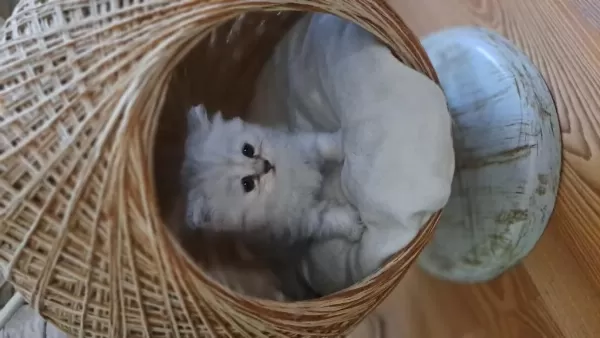 British Longhair Erkek
