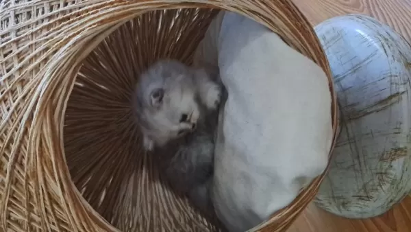 British Longhair Erkek