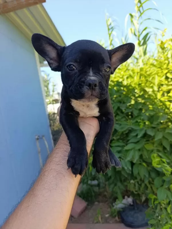 Kalite Tesadüf Değildir French Bulldog Yavrularımız
