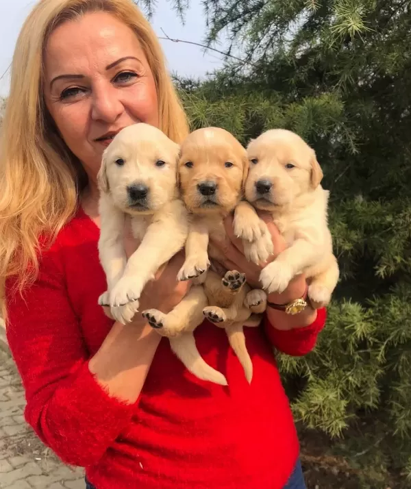 Irk Garantili Mükemmel Golden Retriever Yavrularımız