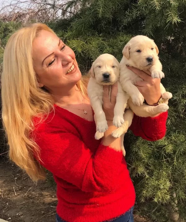 Irk Garantili Mükemmel Golden Retriever Yavrularımız