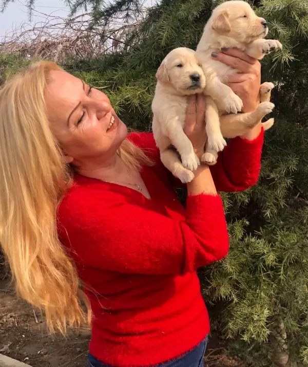 Irk Garantili Mükemmel Golden Retriever Yavrularımız