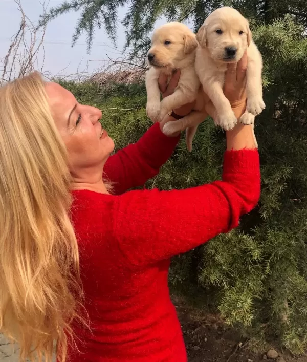 Irk Garantili Mükemmel Golden Retriever Yavrularımız