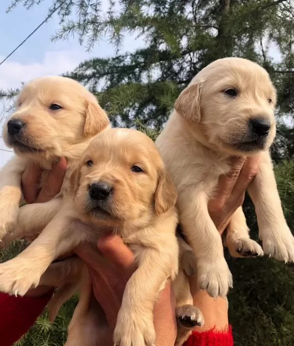 Irk Garantili Mükemmel Golden Retriever Yavrularımız