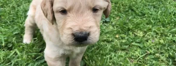 Golden Retriever Yavrularimiz Dog Academy