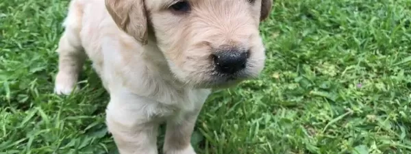 Golden Retriever Yavrularimiz Dog Academy