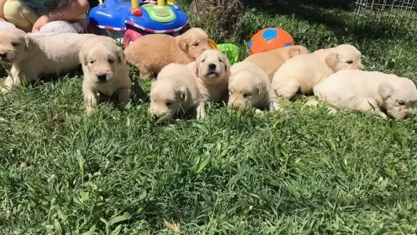 Golden Retriever Yavrularimiz Dog Academy