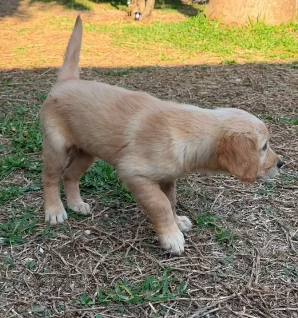 Golden Yavrular Von Alp Petshop Garanti̇si̇ İle