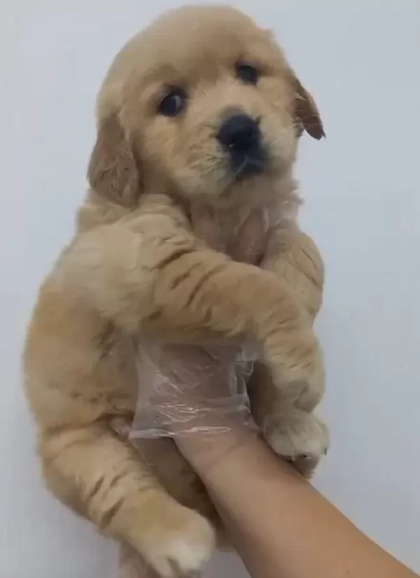 Golden Retriever Babyface