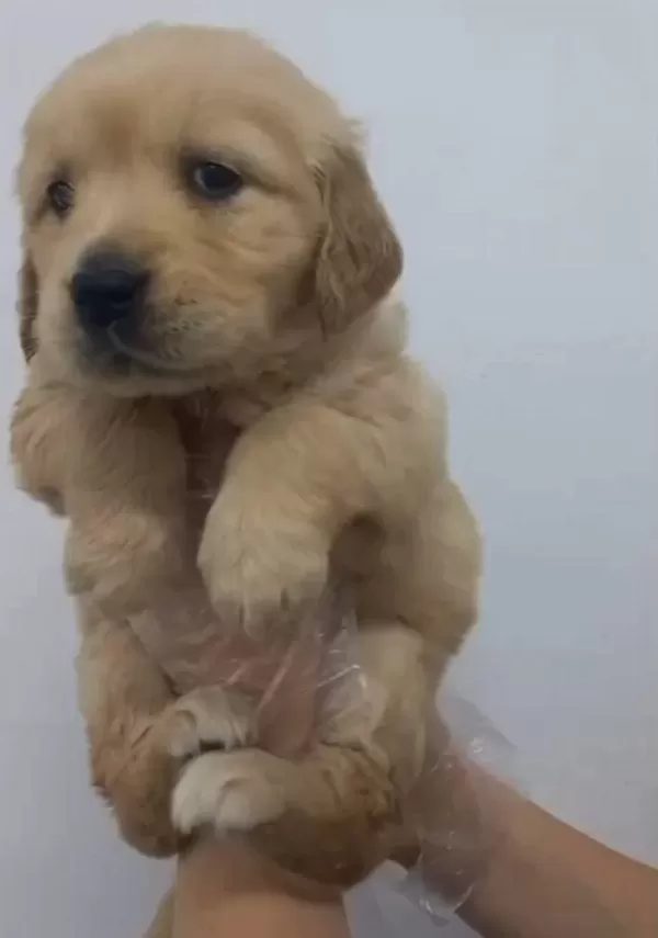 Golden Retriever Babyface