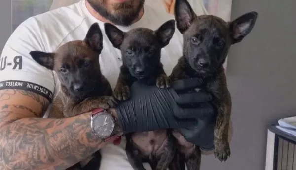 Maskeli Malinois Yavruları