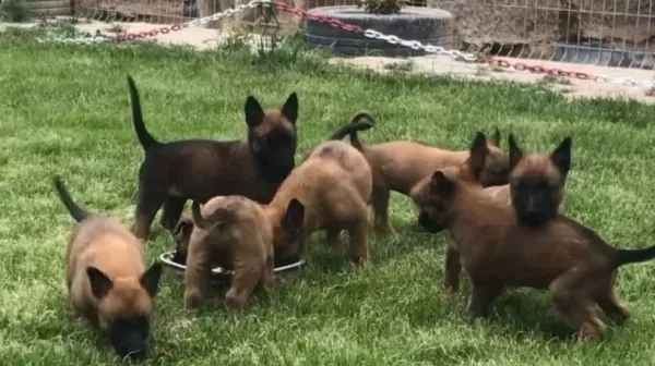 Maskeli Malinois Yavruları