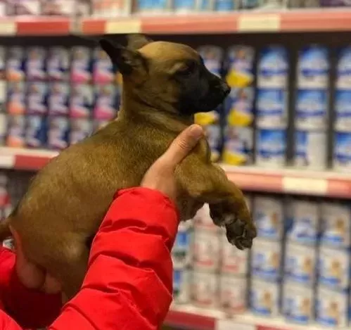 Maskeli Malinois Yavruları