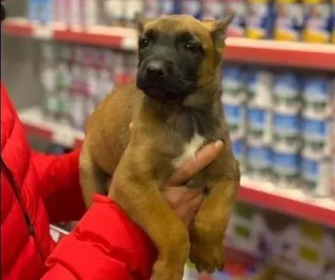 Maskeli Malinois Yavruları