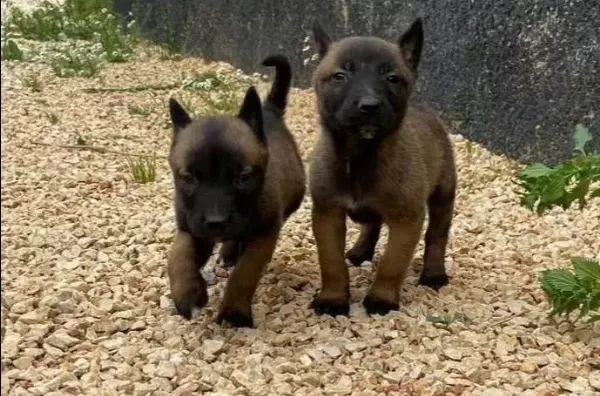 Maskeli Malinois Yavruları