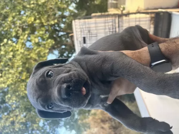 Harika Anatomi Cane Corso Yavrular