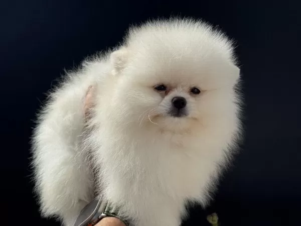 Petmode Köpek Çiftliğinden Pomeranian Yavrular