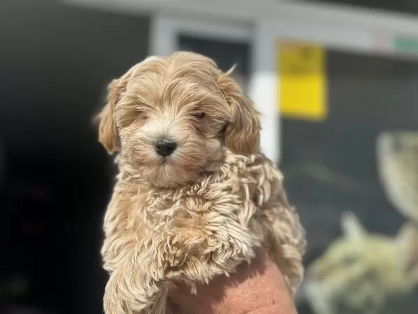 Petmode Köpek Çiftliğinden Kore Maltipoo