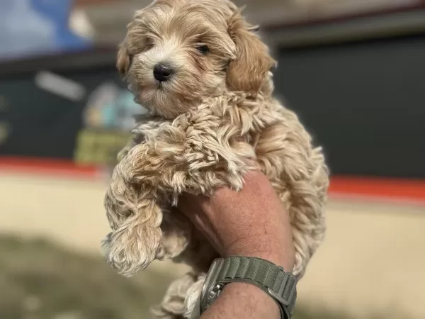 Petmode Köpek Çiftliğinden Kore Maltipoo