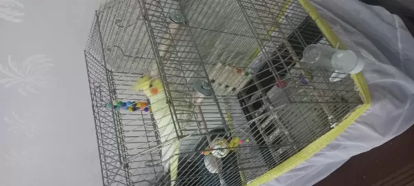 Sultan Papağanı 4 Aylık