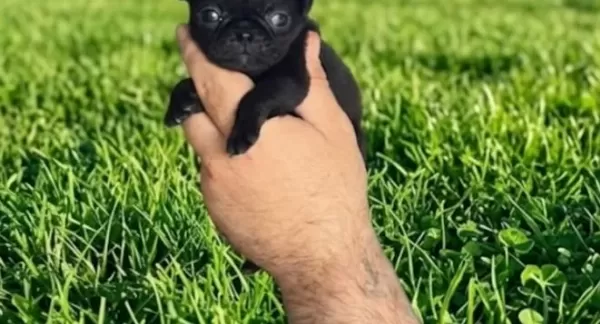 Dişi Erkek Pugmops Yavrularımız