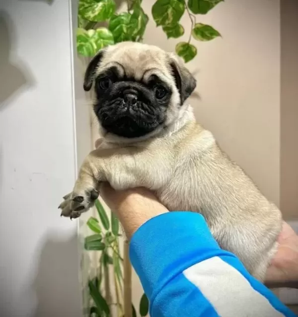 Üst Kalite Pug Mops Bebekler