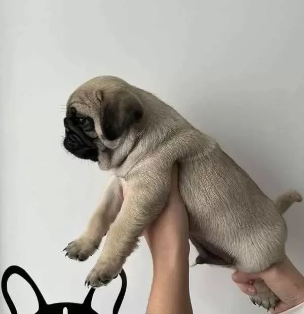 Üst Kalite Pug Mops Bebekler