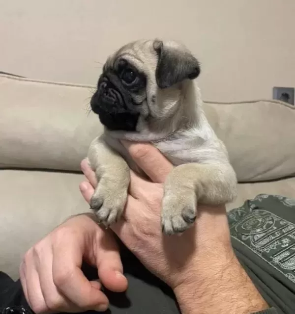 Üst Kalite Pug Mops Bebekler