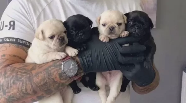 Kırışık Suratlı Pug Neşesi Kapınıza Geliyor