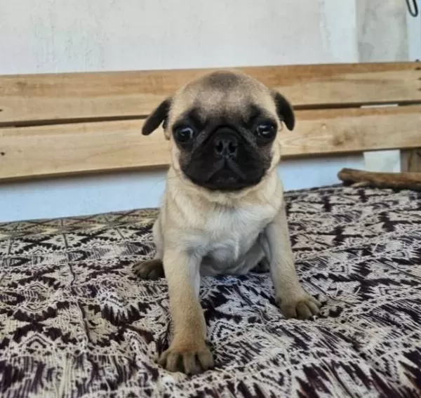 Kırışık Suratlı Pug Neşesi Kapınıza Geliyor
