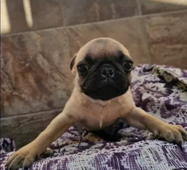 Kırışık Suratlı Pug Neşesi Kapınıza Geliyor