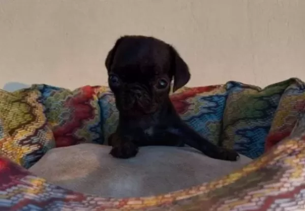 Kırışık Suratlı Pug Neşesi Kapınıza Geliyor