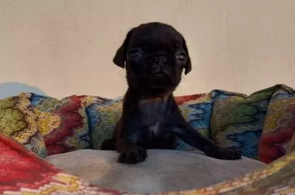 Kırışık Suratlı Pug Neşesi Kapınıza Geliyor