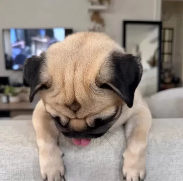A Kalite Pug Mops Yavrular