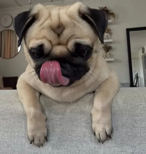 A Kalite Pug Mops Yavrular