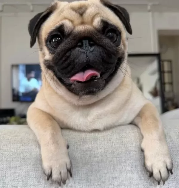 A Kalite Pug Mops Yavrular