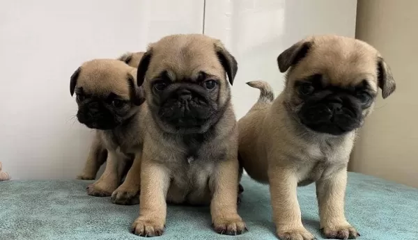 Şaşkin Bakişli Rifki Irk Ve Sağlik Garanti̇li̇ Pug