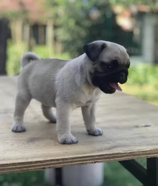 Şaşkin Bakişli Rifki Irk Ve Sağlik Garanti̇li̇ Pug