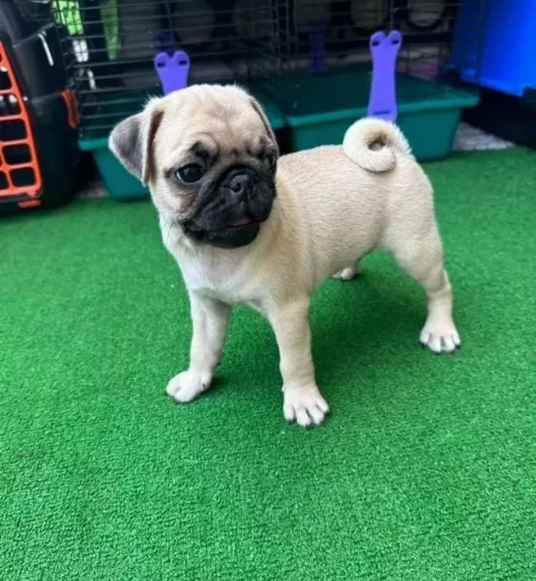 Şaşkin Bakişli Rifki Irk Ve Sağlik Garanti̇li̇ Pug