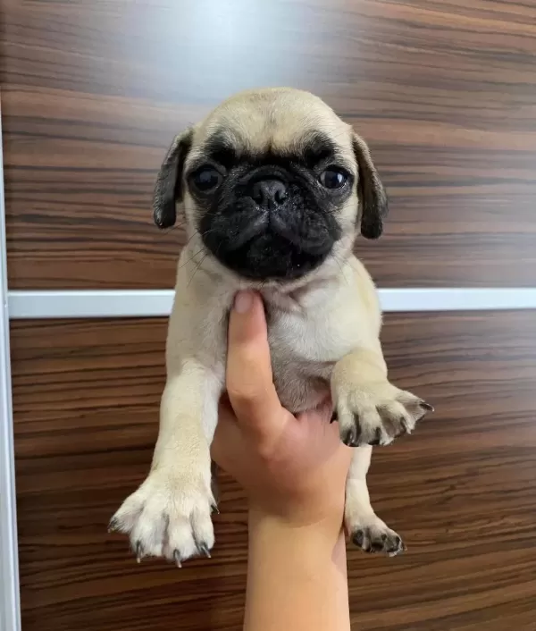 Şaşkin Bakişli Rifki Irk Ve Sağlik Garanti̇li̇ Pug