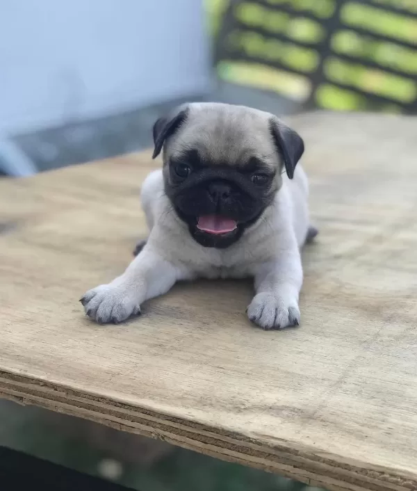 Şaşkin Bakişli Rifki Irk Ve Sağlik Garanti̇li̇ Pug