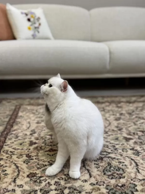 Masmavi Koca Gözlü Kısırlaştırma Şartıyla Ücretsiz Kedimiz