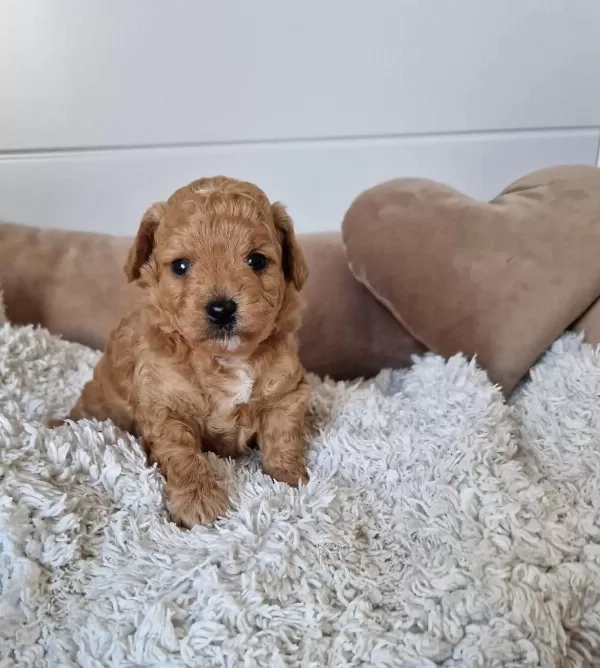 Ruhsatli Köpek Çiftliğinden Maltipoo Yavrularimiz