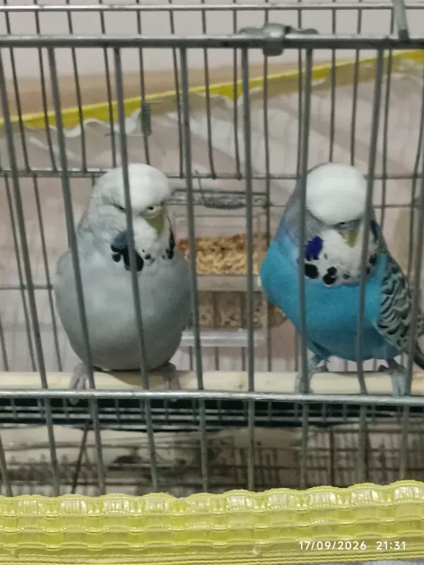 Jumbo Takımı Muhabbet Kuşlar