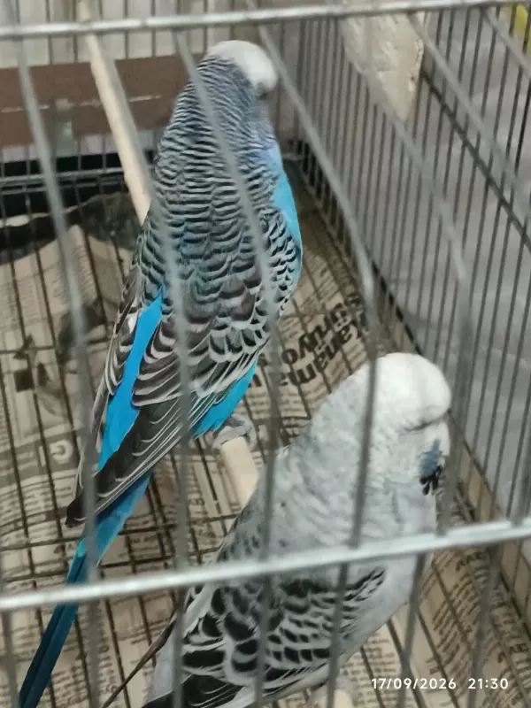 Jumbo Takımı Muhabbet Kuşlar