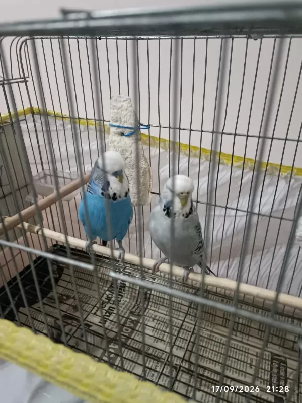 Jumbo Takımı Muhabbet Kuşlar