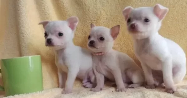 Teacup Chihuha Bebekler